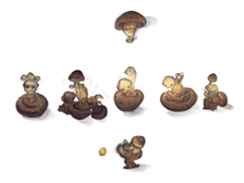 �C���X�g���[�V�����@(C) AMANO